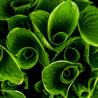 elec verte