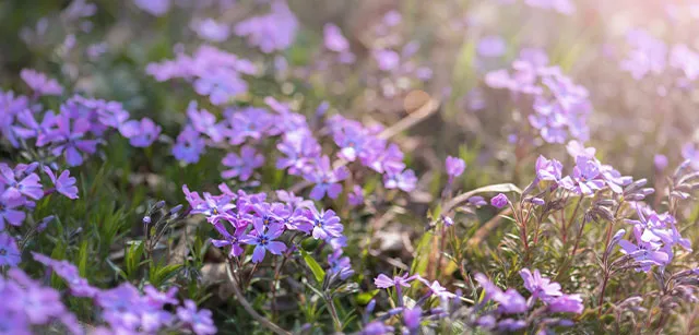printemps