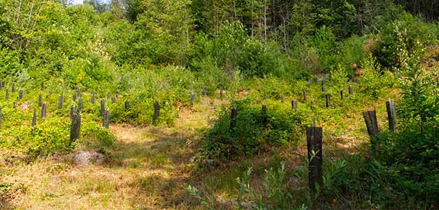 forêt bubry
